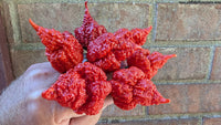 RB 003 - Pepper Seeds - White Hot Peppers